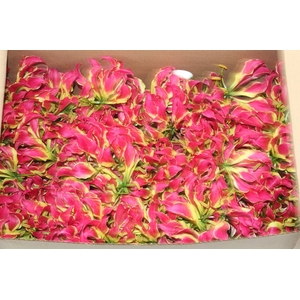 GLORIOSA FLOR