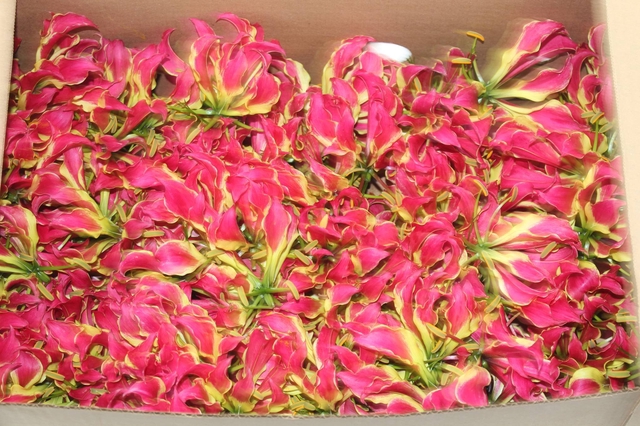 <h4>GLORIOSA FLOR</h4>
