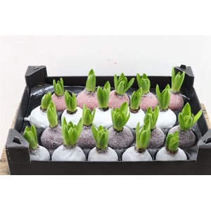 Wax Hyacinth Gl Mix