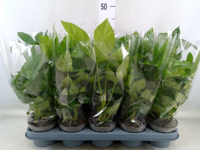 <h4>Fatsia japonica   ...</h4>