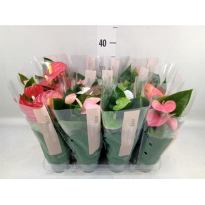 Anthurium   ...mix