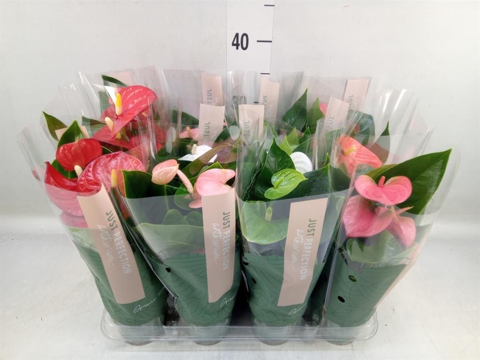 <h4>Anthurium   ...mix</h4>