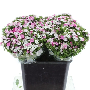 Di Barb Amazon Rose Magic