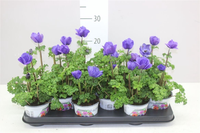 <h4>Anemone Coronaria Harmony Blue</h4>