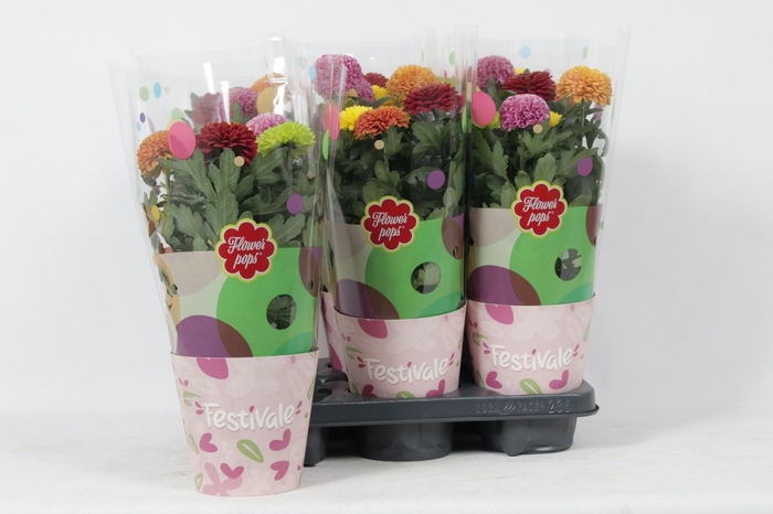 <h4>CHRYS FP GEM IN POT</h4>