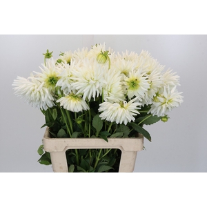 Dahlia Tutu