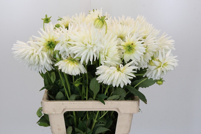 <h4>Dahlia Tutu</h4>