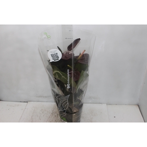 ANTHURIUM GIANT CHOCOLATE P17