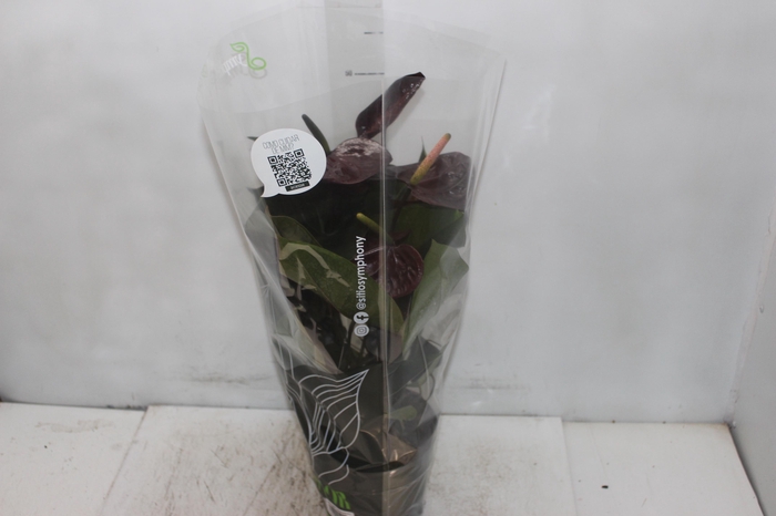 <h4>ANTHURIUM GIANT CHOCOLATE P17</h4>