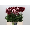 Dahlia Checkers