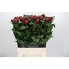Paeonia Red Sarah
