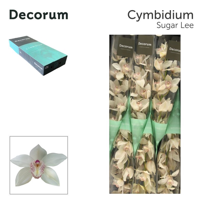 <h4>Cymbidium Mrs Sugar Lee 80 cm Super Koningshof</h4>