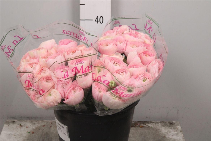 <h4>Ran Cl Su Favola Ex</h4>