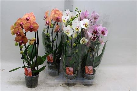 <h4>Phal El Cascade</h4>