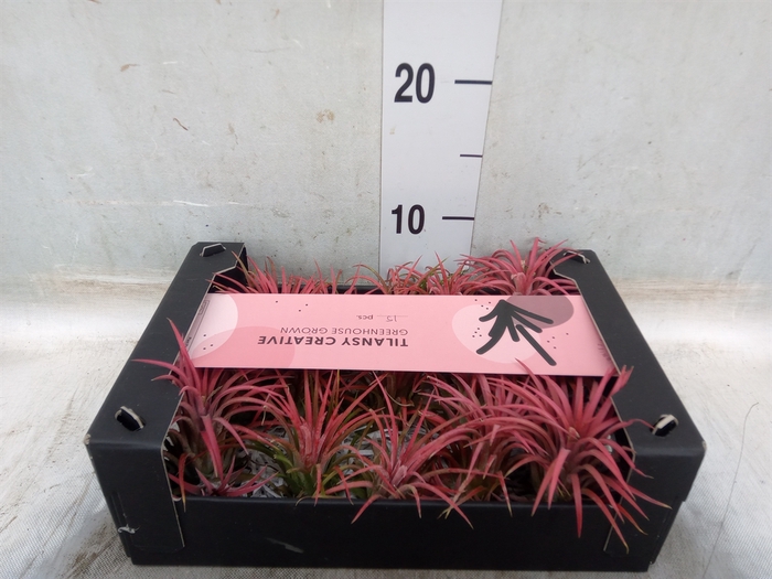 <h4>Tillandsia ionantha</h4>