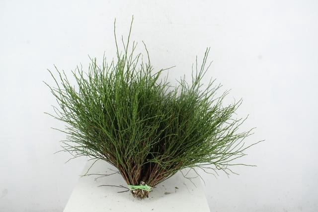 <h4>Vaccinium bosbes per bunch</h4>