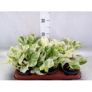 Epipremnum pinn. 'Happy Leaf'