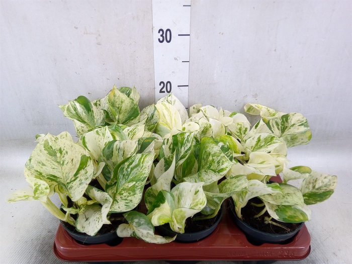 <h4>Epipremnum pinn. 'Happy Leaf'</h4>