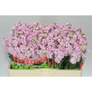 Matthiola Pale Pink