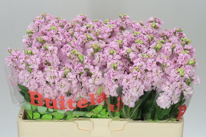 <h4>Matthiola Pale Pink</h4>