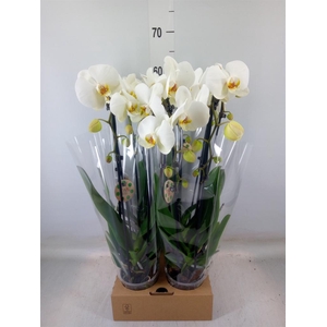 Phalaenopsis  'Elegant Cascade'