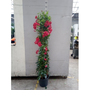 Mandevilla sand. 'SumStar Red'