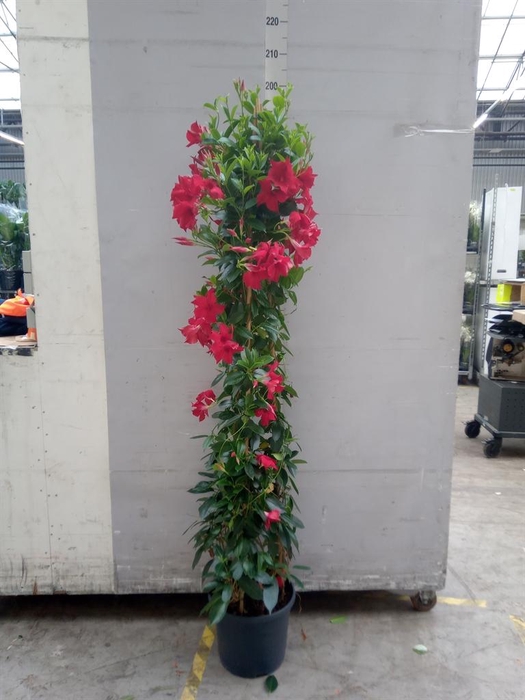 <h4>Mandevilla sand. 'SumStar Red'</h4>