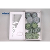 Echeveria Ice Mix (wincx) Cutfl (5 Spcs) Wincx-12c