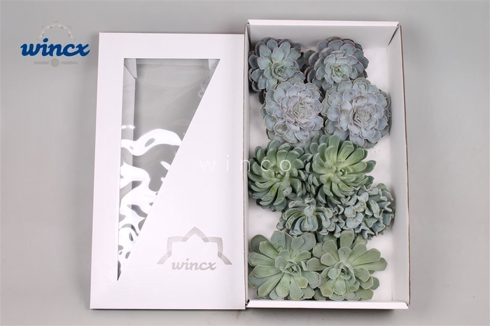<h4>Echeveria Ice Mix (wincx) Cutfl (5 Spcs) Wincx-12c</h4>