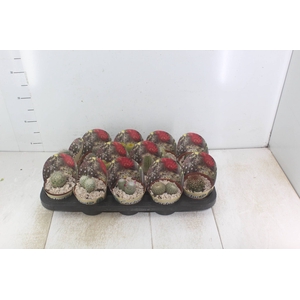 CACTUS RAIZ PROPRIA P11