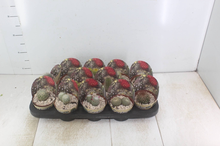 <h4>CACTUS RAIZ PROPRIA P11</h4>