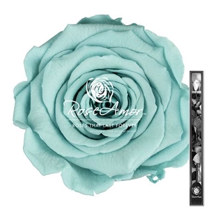 60cm Stem Blu02