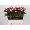Paeonia Gardenia