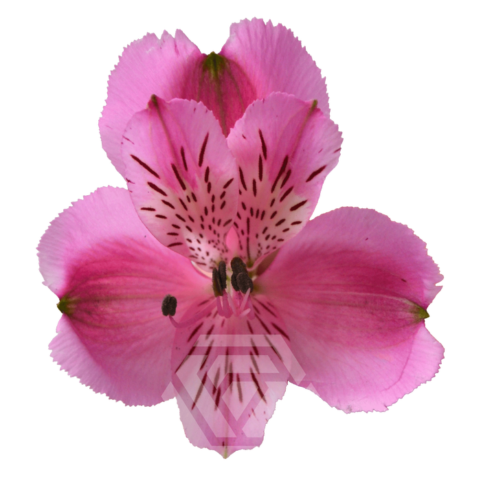 <h4>ALSTR STRATUS Tessa</h4>