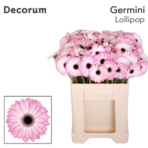 Germini Lollipop Water