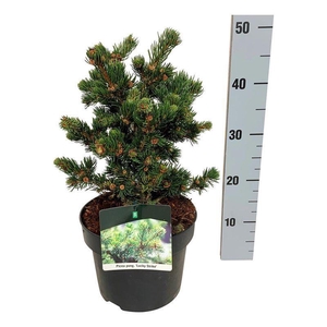 Picea pung. 'Lucky Strike'