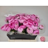Ranunculus Amandine Marshmallow