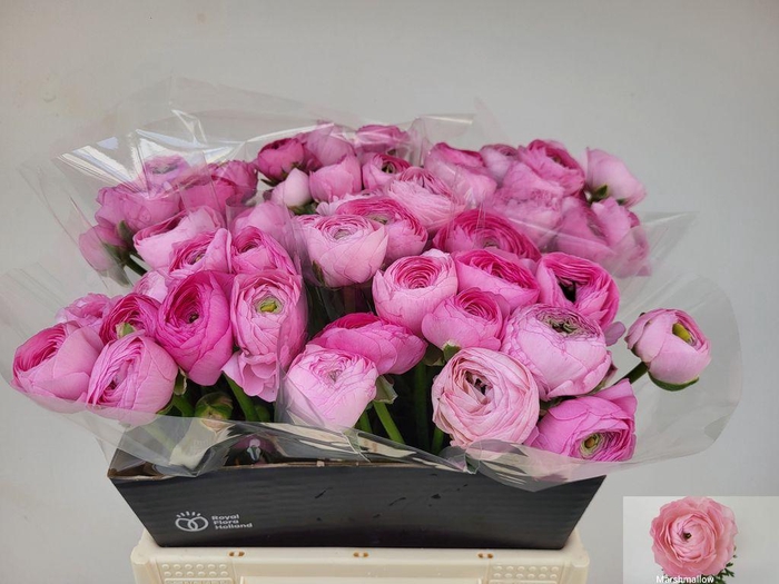 Ranunculus Amandine Marshmallow