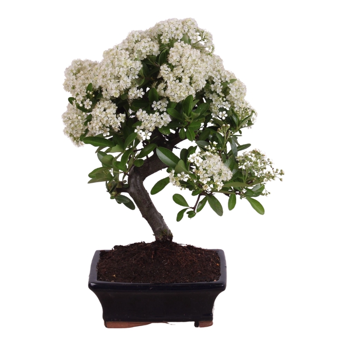 <h4>Bonsai Pyracantha Coccinea Keramiek</h4>
