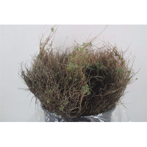 Euph Spinoza Medium 200gr P Bunch