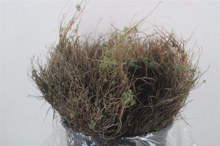 <h4>Euph Spinoza Medium 200gr P Bunch</h4>