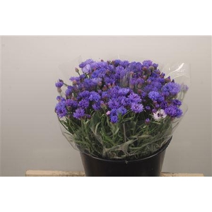 Centau Blue Per Stem