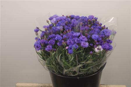 <h4>Centau Blue Per Stem</h4>