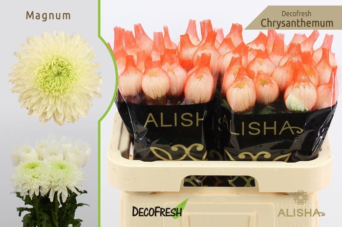 <h4>Chr g Magnum</h4>