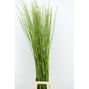 CORNUS S FLAVIRAMEA GREEN 150/170CM