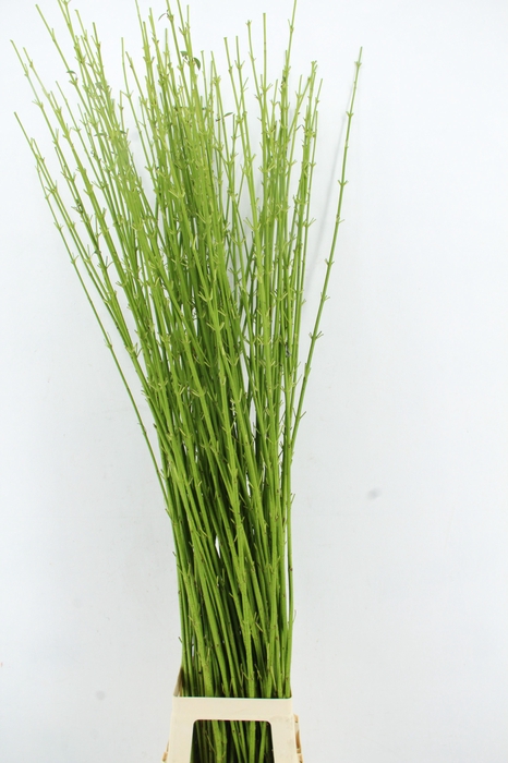 <h4>CORNUS S FLAVIRAMEA GREEN 150/170CM</h4>