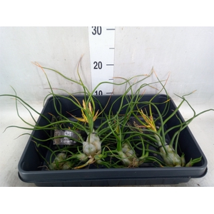 Tillandsia