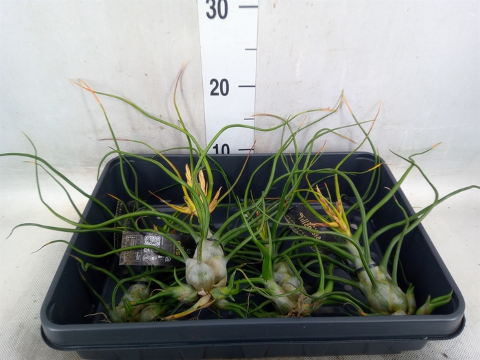 <h4>Tillandsia</h4>