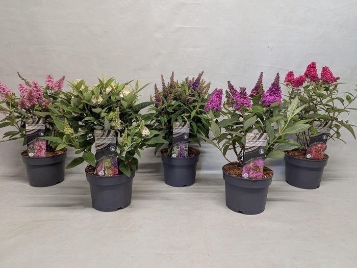 <h4>Buddleja Buddleja</h4>