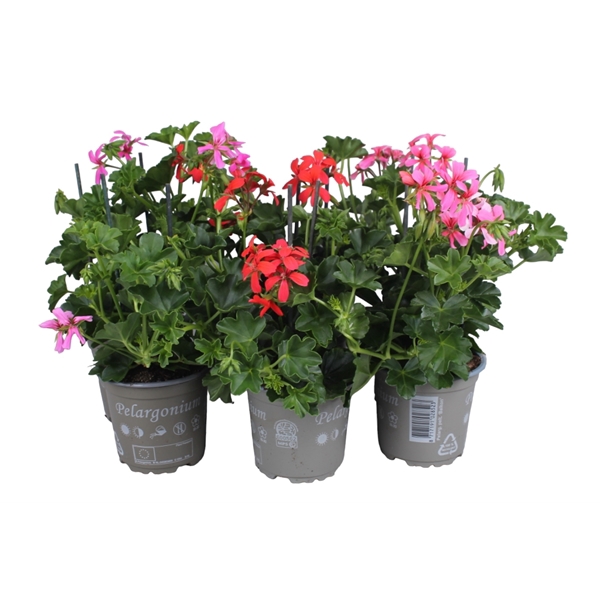 <h4>Pelargonium Peltatum Balcon/Enkelbloemig Mixkar</h4>